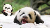 Hewan|Panda Besar Bangun Tidur
