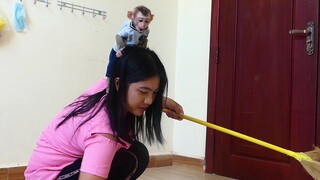 So Cute!! Baby Monkey Maki Very Like Play With Mom Every time Mom Busy cleans the room