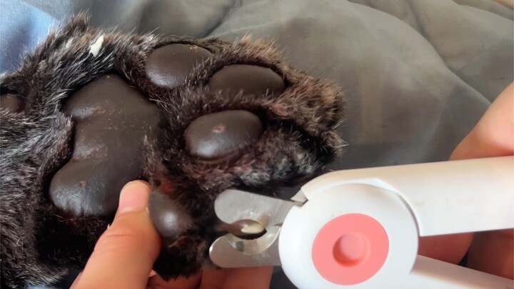 Time to give Baobao a pedicure!