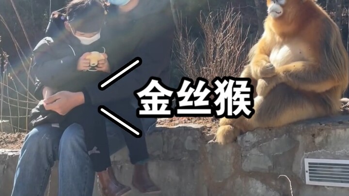 Tại sao lại nói rằng ở nơi nào có khỉ vàng xuất hiện, thì lũ “ma lêu” ở Núi Nga Mi sẽ bị lôi ra bóc 