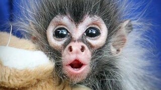 CUTEST MONKEY - วิดีโอลิงน่ารักที่ดีที่สุดตลอดกาล