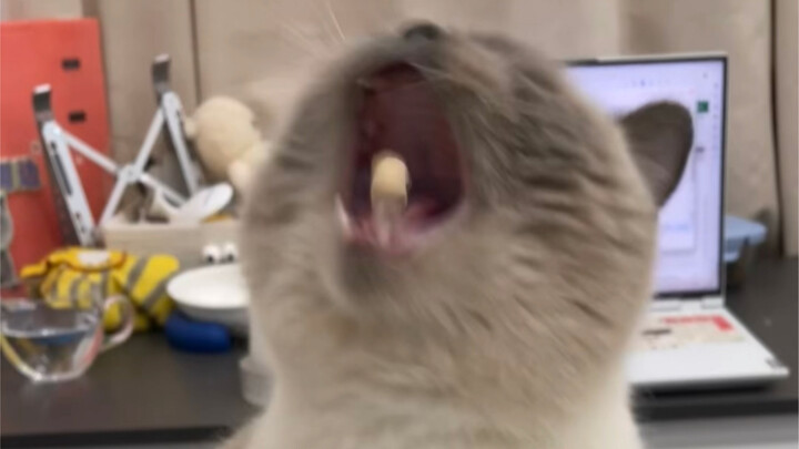 Refuse animal performances! But you can't refuse animals that insist on performing...