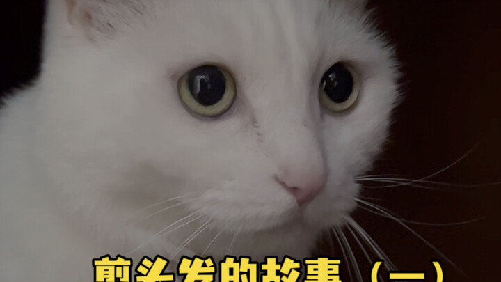 Don’t steal my cat! Can’t I just tell a story? Today’s tale is about signing up for a membership car