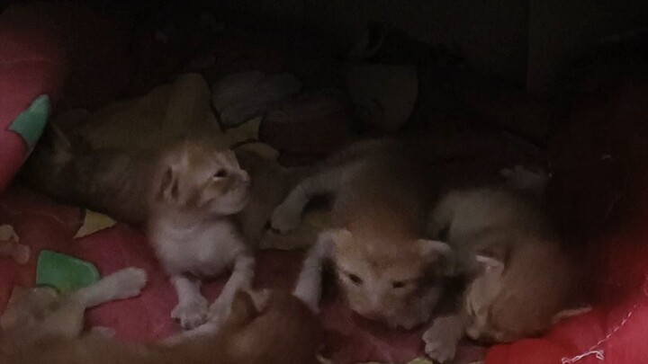 ส้มจิ๊ด