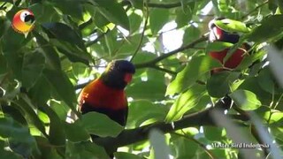 Warna Warni Sang PELANGI