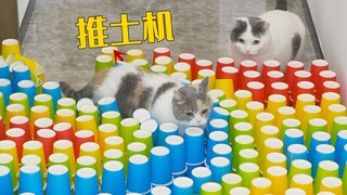 พวกนี้ยังเป็นแมวอยู่ไหม? ตัวไหนก็หลบสิ่งกีดขวางไม่ได้เลย!