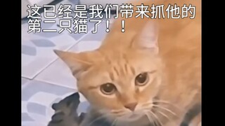 猫和老鼠，但是互换颜色