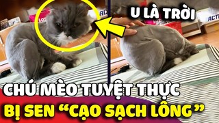 Bị con Sen 'CẠO MẤT BỘ LÔNG' yêu quý, chú mèo giận dỗi TUYỆT THỰC để thể hiện quan điểm 😅 | Gâu Đần