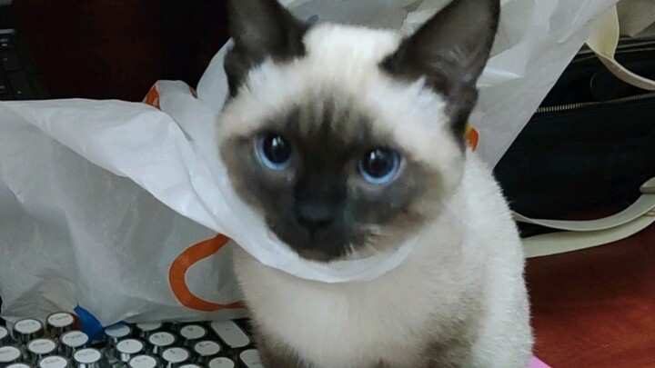 Cerebellum underdeveloped, brain completely undeveloped