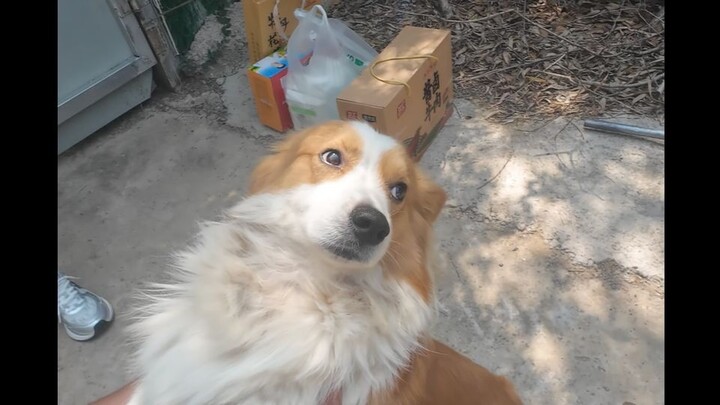 The little corgi has been sitting by the door all day waiting for its owner, and now its owner has f