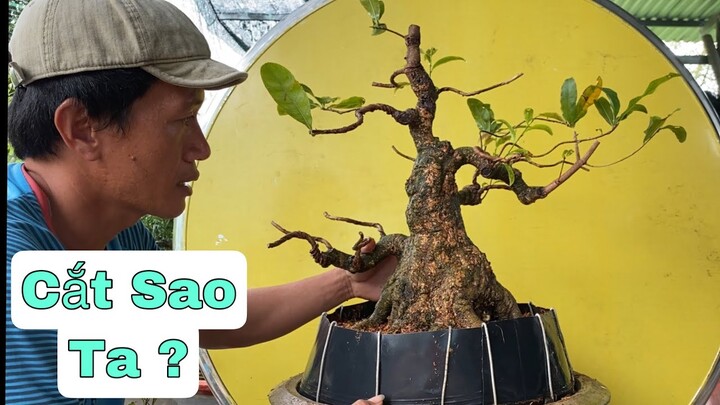 Thay Chậu Cho Cây Mai Vàng Bị Yếu Sụp Phân.