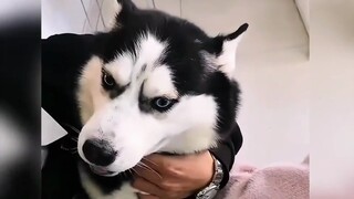 Cute dogs and cats are also afraid of injections