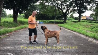 Dogshow training for 15mos old bullmastiff. Coming and going movement and side gait..