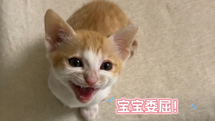 小鼻噶：谁来帮宝宝评评理呀！