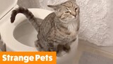 Strange Animals - My Pet is Broken | Funny Pet Videos