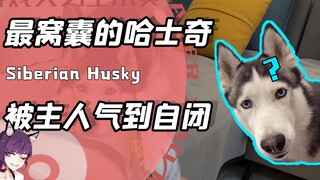 可能是全网最窝囊的哈士奇？一身本领未施展！结果被主人气到自闭