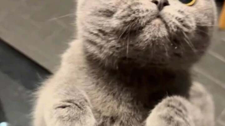 Kedatangan setiap kucing seolah-olah sudah ditakdirkan