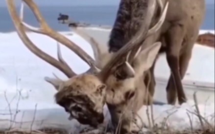 Pemenangnya jelas terlihat.