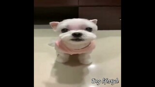 can't stop laughing dog doing this🤣  | Dog lifestyle