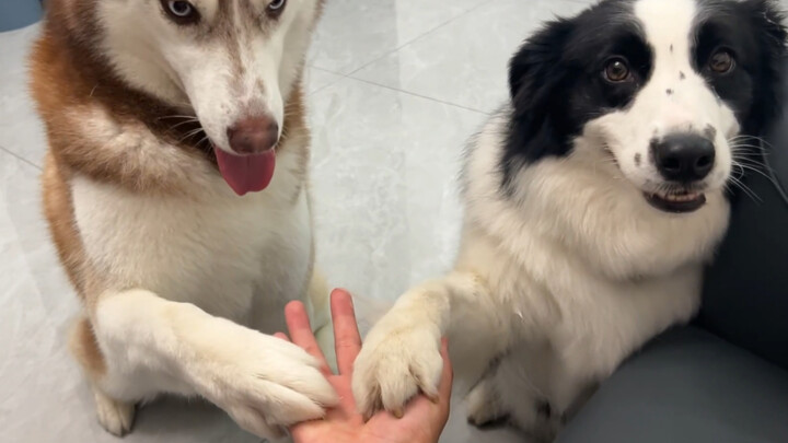 Border Collie: To be honest, I'm not really willing to play games with the Husky!