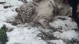 หูหูที่กำลังสนุกสนาน ตามเสียงเรียกร้องจากธรรมชาติ!