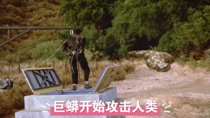 The giant python that drank nuclear wastewater has started attacking humans.