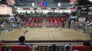 2nd Entry 1st Fight Loss. GREY. (July 15. SMC 3-Stag Derby Early Bird Edition)