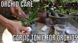 How to Save your orchids with a Garlic Tonic .