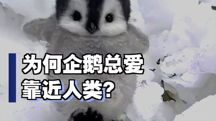 Mengapa penguin suka melompat ke atas kapal manusia?