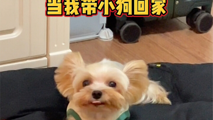 家长连狗都要比