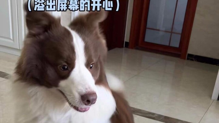 Chó cũng có “não yêu” cơ mà~