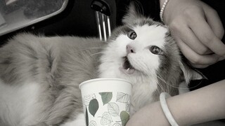 深夜的急诊最吓人，这猫差点没挺过去