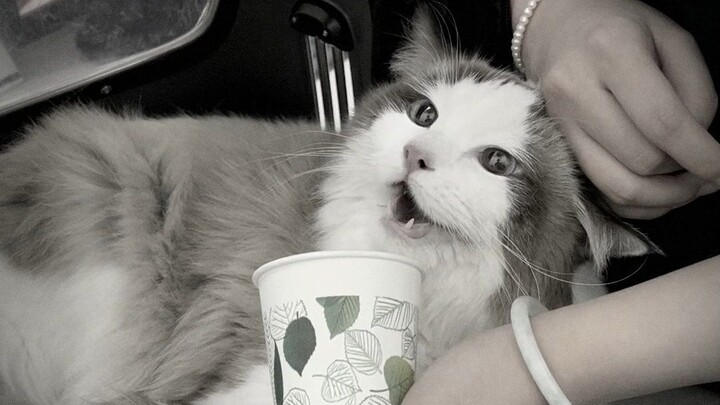 深夜的急诊最吓人，这猫差点没挺过去