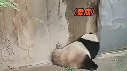 Hóa ra không chỉ mình tôi không muốn đi làm, ngay cả gấu trúc cũng chẳng muốn đi làm đâu!!!