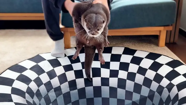 [Animals]Reactions of otters in the face of a 3D carpet