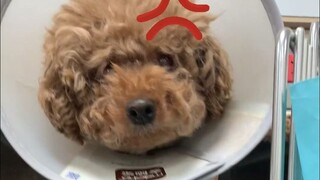Dog: You are somewhat disrespectful to the patient.