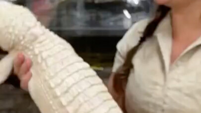 The zookeeper uses a toothbrush to scrub this albino croc’s back… I’ve never seen a croc so happy!