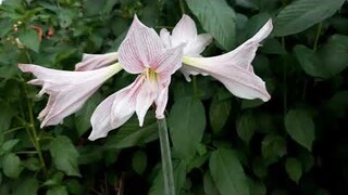 Beautiful White and Pink Flower