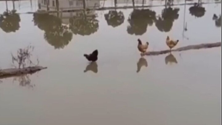 Ayam kecil menyeberang sungai memperlihatkan kepribadian masing-masing