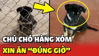 Chú Chó hàng xóm cứ đúng 5h Sáng và Chiều là chạy qua XIN ĂN 😂 | Yêu Lu