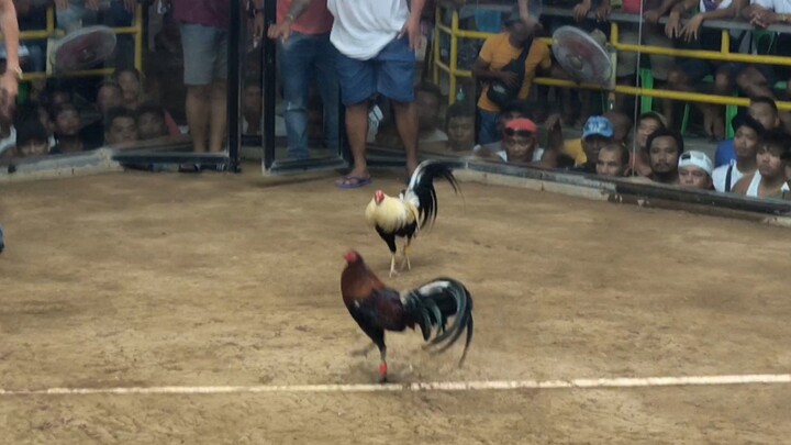 Fight no.2 Lose sa 5 cock derby sa Looc Cockpit Arena