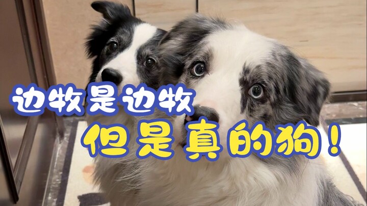 A Border Collie is a Border Collie, but it’s still just a dog!