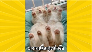 สัตว์เลี้ยงเพื่อนขนปุย : ความเปิ่นสุดน่ารัก