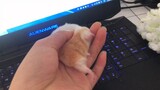 Chú chuột hamster ngoan ngoãn bên máy tính chờ chủ nhân cho nghỉ!