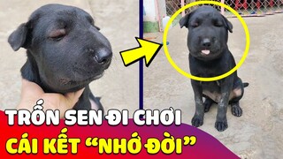 Chú chó cãi lời Sen 'TRỐN NHÀ' ra ngoài chơi và cái kết 'NHỚ ĐỜI' 😅 | Gâu Đần