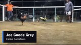 Joe Goode Grey Championship fight - Win - 2 Cock Derby