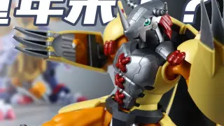 The war of childhood is coming, is that what you want! Bandai FRS TV Version Battle Greymon Digimon 