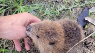 Petugas perlindungan hutan berteman dengan berang-berang kecil saat patroli, dan berang-berang kecil