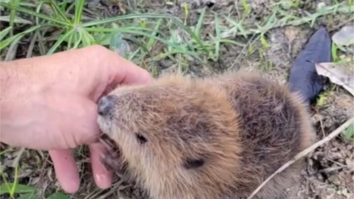 护林员巡逻时和小河狸交了朋友，小河狸摸上了门竟然要做邻居