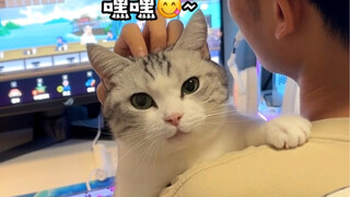 猫: 女人，你没游戏重要，更没我重要